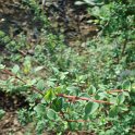 Lonicera myrtillus P2D P12